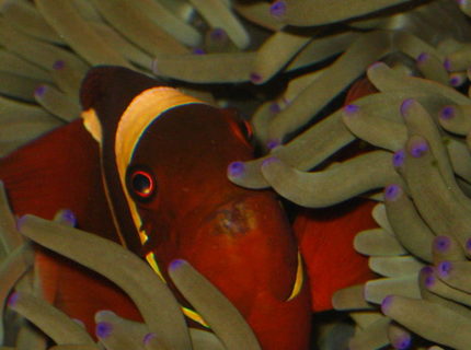 saltwater fish - premnas biaculeatus - maroon clownfish stocking in 90 gallons tank - Maroon in a Magnificent Anemone saltwater fish - premnas biaculeatus - maroon clownfish stocking in 90 gallons tank - Maroon in a Magnificent Anemone