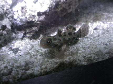 saltwater fish - synchiropus picturatus - spotted mandarin stocking in 55 gallons tank - Spotted Mandarin
"Fanny" saltwater fish - synchiropus picturatus - spotted mandarin stocking in 55 gallons tank - Spotted Mandarin
"Fanny"