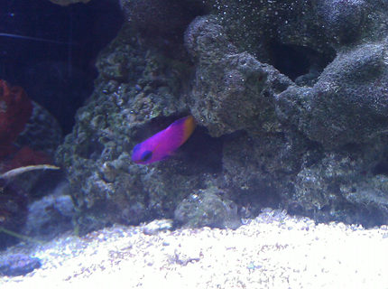 saltwater fish - gramma loreto - royal gramma basslet stocking in 55 gallons tank - Royal Gramma Basslet
"Mike" saltwater fish - gramma loreto - royal gramma basslet stocking in 55 gallons tank - Royal Gramma Basslet
"Mike"