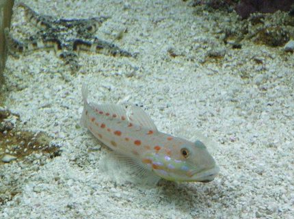 saltwater fish - valencienna puellaris - diamond watchman goby stocking in 58 gallons tank - Indo Diamond Goby and Sand Sifting Star. saltwater fish - valencienna puellaris - diamond watchman goby stocking in 58 gallons tank - Indo Diamond Goby and Sand Sifting Star.