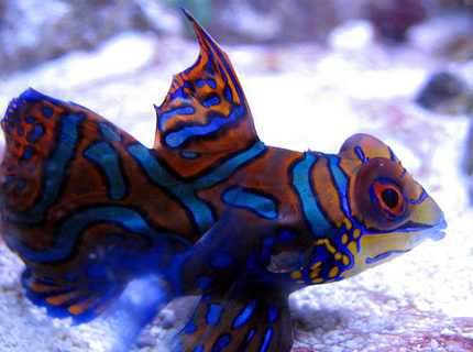 saltwater fish - synchiropus splendidus - green mandarin stocking in 44 gallons tank - Mandarin saltwater fish - synchiropus splendidus - green mandarin stocking in 44 gallons tank - Mandarin