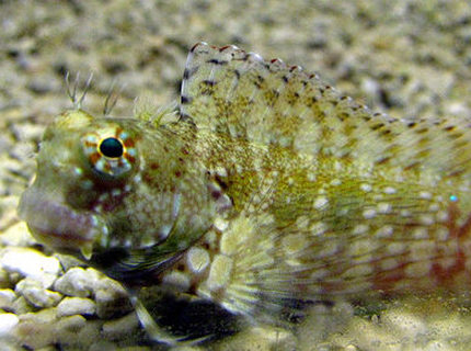 saltwater fish - salarias fasciatus - sailfin/algae blenny stocking in 44 gallons tank - Lawnmower Blenny saltwater fish - salarias fasciatus - sailfin/algae blenny stocking in 44 gallons tank - Lawnmower Blenny