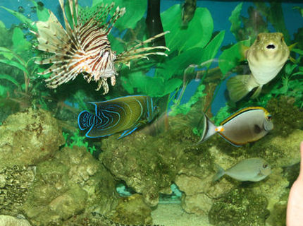 saltwater fish - naso lituratus - naso tang stocking in 220 gallons tank - stars and stripes puffer, Volian Lion, Lipstick tang, Koran Angel, picasso trigger, Blue spot tang, Snowflake moray eel saltwater fish - naso lituratus - naso tang stocking in 220 gallons tank - stars and stripes puffer, Volian Lion, Lipstick tang, Koran Angel, picasso trigger, Blue spot tang, Snowflake moray eel