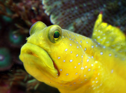 saltwater fish - cryptocentrus cinctus - yellow watchman goby stocking in 210 gallons tank - yellow Watchman Gobie saltwater fish - cryptocentrus cinctus - yellow watchman goby stocking in 210 gallons tank - yellow Watchman Gobie