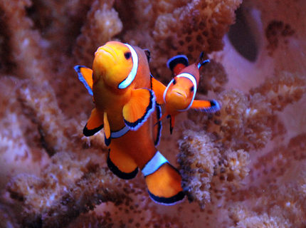 saltwater fish - amphiprion percula - true percula clownfish stocking in 125 gallons tank - Percula clown saltwater fish - amphiprion percula - true percula clownfish stocking in 125 gallons tank - Percula clown