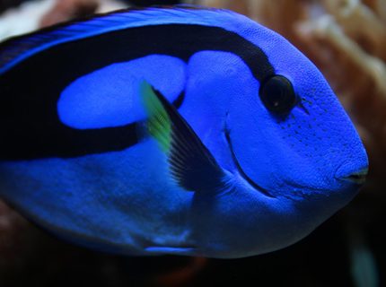 saltwater fish - paracanthurus hepatus - blue tang stocking in 75 gallons tank - New Blue Tang saltwater fish - paracanthurus hepatus - blue tang stocking in 75 gallons tank - New Blue Tang