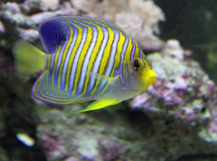Rated #4: Saltwater Fish - Pygoplites Diacanthus - Regal Angelfish Stocking In 90 Gallons Tank - regal angelfish Rated #4: Saltwater Fish - Pygoplites Diacanthus - Regal Angelfish Stocking In 90 Gallons Tank - regal angelfish