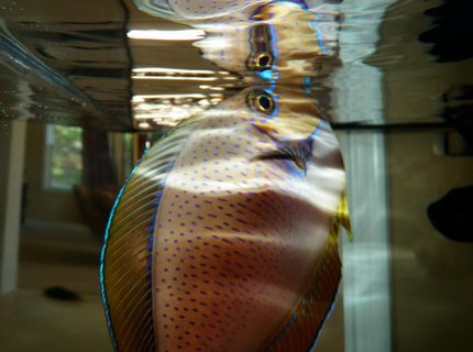 saltwater fish - naso vlamingii - vlamingii tang stocking in 60 gallons tank - Vlamingi saltwater fish - naso vlamingii - vlamingii tang stocking in 60 gallons tank - Vlamingi
