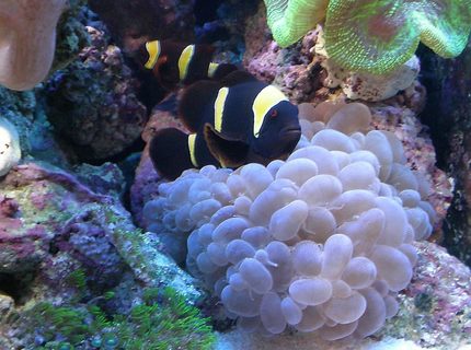 saltwater fish - premnas biaculeatus - yellowstripe maroon clownfish stocking in 65 gallons tank - Yellow Striped Maroon Clownfish - Pair saltwater fish - premnas biaculeatus - yellowstripe maroon clownfish stocking in 65 gallons tank - Yellow Striped Maroon Clownfish - Pair