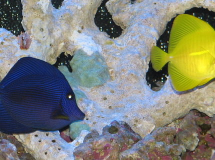 saltwater fish - zebrasoma xanthurum - purple tang stocking in 125 gallons tank - Purple and Yellow Tang saltwater fish - zebrasoma xanthurum - purple tang stocking in 125 gallons tank - Purple and Yellow Tang