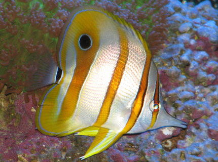 saltwater fish - chelmon rostratus - copperband butterflyfish stocking in 125 gallons tank - Copperband Butterflyfish & Green Hairy Mushroom saltwater fish - chelmon rostratus - copperband butterflyfish stocking in 125 gallons tank - Copperband Butterflyfish & Green Hairy Mushroom