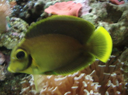 saltwater fish - acanthurus pyroferus - mimic lemon peel tang stocking in 44 gallons tank - Mimic Tang saltwater fish - acanthurus pyroferus - mimic lemon peel tang stocking in 44 gallons tank - Mimic Tang