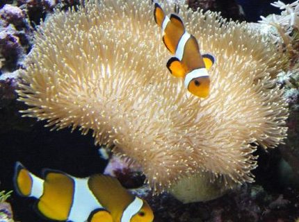 saltwater fish - amphiprion percula - true percula clownfish stocking in 39 gallons tank - Clown Fish saltwater fish - amphiprion percula - true percula clownfish stocking in 39 gallons tank - Clown Fish