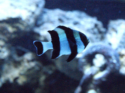 saltwater fish - dascyllus melanurus - four stripe damselfish stocking in 50 gallons tank - striped damsel saltwater fish - dascyllus melanurus - four stripe damselfish stocking in 50 gallons tank - striped damsel