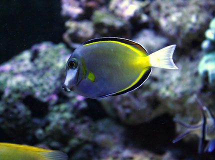 saltwater fish - naso lituratus - naso tang stocking in 90 gallons tank - Tang saltwater fish - naso lituratus - naso tang stocking in 90 gallons tank - Tang