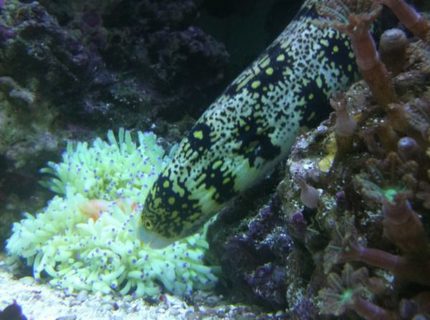 saltwater fish - echidna nebulosa - snowflake eel stocking in 75 gallons tank - My eel trying to steal dinner from my sebae anemone saltwater fish - echidna nebulosa - snowflake eel stocking in 75 gallons tank - My eel trying to steal dinner from my sebae anemone