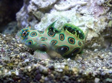saltwater fish - synchiropus picturatus - spotted mandarin stocking in 75 gallons tank - target dragon saltwater fish - synchiropus picturatus - spotted mandarin stocking in 75 gallons tank - target dragon