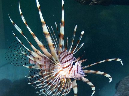saltwater fish - pterois volitans - volitan lionfish stocking in 180 gallons tank - Lion Fish saltwater fish - pterois volitans - volitan lionfish stocking in 180 gallons tank - Lion Fish