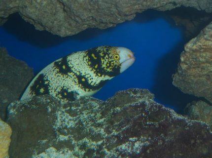 saltwater fish - echidna nebulosa - snowflake eel stocking in 180 gallons tank - Snowflake Eel saltwater fish - echidna nebulosa - snowflake eel stocking in 180 gallons tank - Snowflake Eel