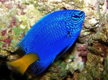 saltwater fish - chrysiptera parasema - yellowtail damselfish stocking in 90 gallons tank - yellow tail damsel saltwater fish - chrysiptera parasema - yellowtail damselfish stocking in 90 gallons tank - yellow tail damsel