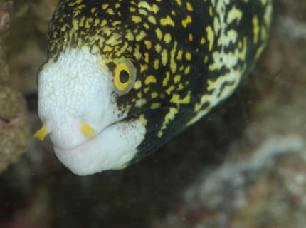 saltwater fish - echidna nebulosa - snowflake eel stocking in 90 gallons tank - my snowflake eel saltwater fish - echidna nebulosa - snowflake eel stocking in 90 gallons tank - my snowflake eel
