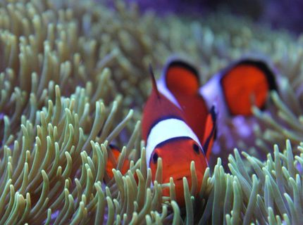 saltwater fish - amphiprion ocellaris - ocellaris clownfish stocking in 120 gallons tank - Home sweet green carpet home. saltwater fish - amphiprion ocellaris - ocellaris clownfish stocking in 120 gallons tank - Home sweet green carpet home.