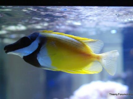 saltwater fish - siganus vulpinus - foxface lo stocking in 66 gallons tank - Foxface underneath the water surface saltwater fish - siganus vulpinus - foxface lo stocking in 66 gallons tank - Foxface underneath the water surface