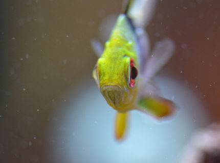 Rated #4: Saltwater Fish - Sphaeramia Nematoptera - Spotted Cardinalfish ( Stocking In 29 Gallons Tank - Pajama Cardinal that would not turn to have his picture taken Rated #4: Saltwater Fish - Sphaeramia Nematoptera - Spotted Cardinalfish ( Stocking In 29 Gallons Tank - Pajama Cardinal that would not turn to have his picture taken