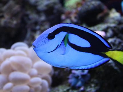 saltwater fish - paracanthurus hepatus - blue tang stocking in 65 gallons tank - HIPPIE
MY 2YR OLD BLUE HIPPO saltwater fish - paracanthurus hepatus - blue tang stocking in 65 gallons tank - HIPPIE
MY 2YR OLD BLUE HIPPO