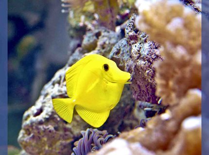 saltwater fish - zebrasoma flavescens - yellow tang - hawaii stocking in 90 gallons tank - My 90 gal saltwater fish - zebrasoma flavescens - yellow tang - hawaii stocking in 90 gallons tank - My 90 gal