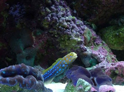 Rated #10: Saltwater Fish - Opistognathus Rosenblatti - Jawfish, Blue Dot Stocking In 120 Gallons Tank - jawfish Rated #10: Saltwater Fish - Opistognathus Rosenblatti - Jawfish, Blue Dot Stocking In 120 Gallons Tank - jawfish