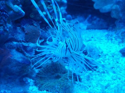saltwater fish - pterois volitans - volitan lionfish, colored stocking in 72 gallons tank - Baby Lion saltwater fish - pterois volitans - volitan lionfish, colored stocking in 72 gallons tank - Baby Lion