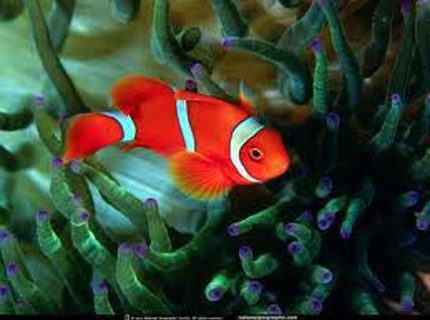 saltwater fish - premnas biaculeatus - yellowstripe maroon clownfish stocking in 55 gallons tank - my anemone saltwater fish - premnas biaculeatus - yellowstripe maroon clownfish stocking in 55 gallons tank - my anemone