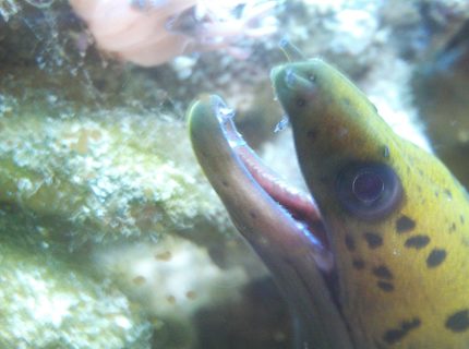 saltwater fish - gymnothorax miliaris - golden moray eel stocking in 277 gallons tank - Fimbriated Moray Close up saltwater fish - gymnothorax miliaris - golden moray eel stocking in 277 gallons tank - Fimbriated Moray Close up