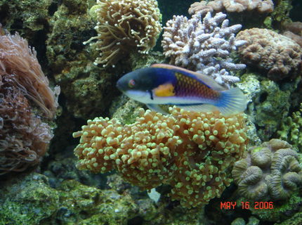 saltwater fish - cirrhilabrus solorensis - fairy wrasse stocking in 90 gallons tank - Blue Fairy Wrasse swimming past a frog spawn coral saltwater fish - cirrhilabrus solorensis - fairy wrasse stocking in 90 gallons tank - Blue Fairy Wrasse swimming past a frog spawn coral