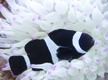 Rated #2: Saltwater Fish - Amphiprion Ocellaris Var. - Black And White Ocellaris Clownfish Stocking In 53 Gallons Tank - Black clownfish Rated #2: Saltwater Fish - Amphiprion Ocellaris Var. - Black And White Ocellaris Clownfish Stocking In 53 Gallons Tank - Black clownfish