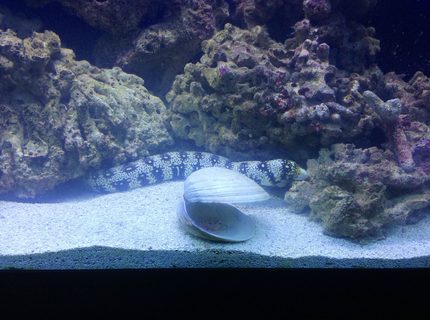 saltwater fish - echidna nebulosa - snowflake eel stocking in 150 gallons tank - Snowflake...doesn't bother any other fish saltwater fish - echidna nebulosa - snowflake eel stocking in 150 gallons tank - Snowflake...doesn't bother any other fish