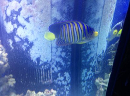 saltwater fish - pygoplites diacanthus - regal angelfish stocking in 150 gallons tank - Regal Angel saltwater fish - pygoplites diacanthus - regal angelfish stocking in 150 gallons tank - Regal Angel
