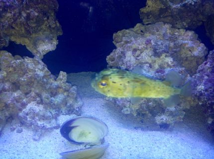 saltwater fish - diodon holocanthus - porcupine puffer stocking in 150 gallons tank - Porky the Puffer saltwater fish - diodon holocanthus - porcupine puffer stocking in 150 gallons tank - Porky the Puffer