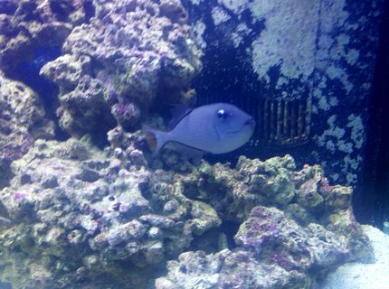saltwater fish - xanthichthys auromarginatus - blue throat triggerfish stocking in 150 gallons tank - Blue Throat Trigger..very peaceful saltwater fish - xanthichthys auromarginatus - blue throat triggerfish stocking in 150 gallons tank - Blue Throat Trigger..very peaceful