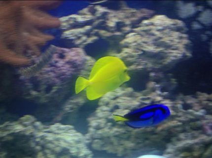 saltwater fish - zebrasoma flavescens - yellow tang - hawaii stocking in 150 gallons tank - Tangs swimming together as always saltwater fish - zebrasoma flavescens - yellow tang - hawaii stocking in 150 gallons tank - Tangs swimming together as always