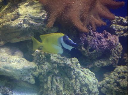 saltwater fish - siganus vulpinus - foxface lo stocking in 150 gallons tank - Foxy saltwater fish - siganus vulpinus - foxface lo stocking in 150 gallons tank - Foxy