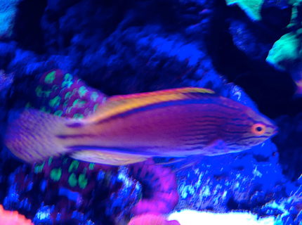 Rated #4: Saltwater Fish - Cirrhilabrus Lineatus - Lineatus Fairy Wrasse Stocking In 75 Gallons Tank - Erik Rated #4: Saltwater Fish - Cirrhilabrus Lineatus - Lineatus Fairy Wrasse Stocking In 75 Gallons Tank - Erik's Lineatus wrasse