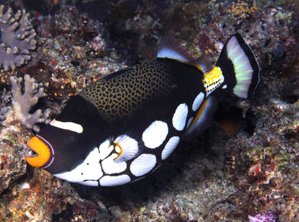 Rated #3: Saltwater Fish - Balistoides Conspicillum - Clown Triggerfish Stocking In 180 Gallons Tank Rated #3: Saltwater Fish - Balistoides Conspicillum - Clown Triggerfish Stocking In 180 Gallons Tank