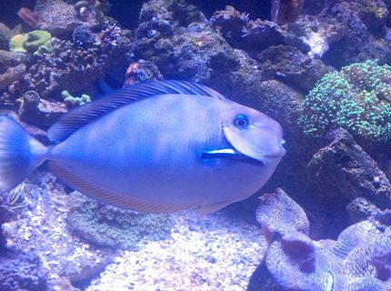 Rated #5: Saltwater Fish - Naso Vlamingii - Vlamingii Tang Stocking In 550 Gallons Tank - Vlamingii tang 14" Rated #5: Saltwater Fish - Naso Vlamingii - Vlamingii Tang Stocking In 550 Gallons Tank - Vlamingii tang 14"