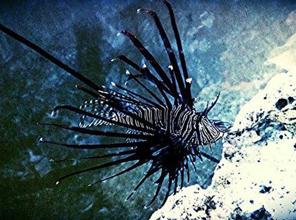Rated #2: Saltwater Fish - Pterois Volitans - Volitan Lionfish, Colored Stocking In 100 Gallons Tank - Volitan lionfish Rated #2: Saltwater Fish - Pterois Volitans - Volitan Lionfish, Colored Stocking In 100 Gallons Tank - Volitan lionfish