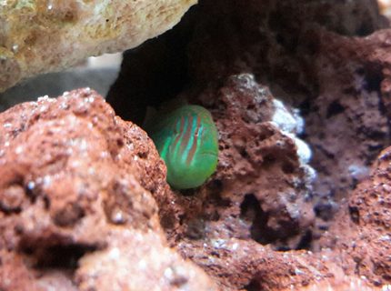 saltwater fish - gobiodon atrangulatus - clown goby, green stocking in 125 gallons tank - Green Clown Goby saltwater fish - gobiodon atrangulatus - clown goby, green stocking in 125 gallons tank - Green Clown Goby