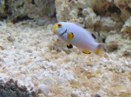 Rated #9: Saltwater Fish - Amphiprion Percula - Platinum Clownfish Stocking In 270 Gallons Tank - Platinum clown Rated #9: Saltwater Fish - Amphiprion Percula - Platinum Clownfish Stocking In 270 Gallons Tank - Platinum clown