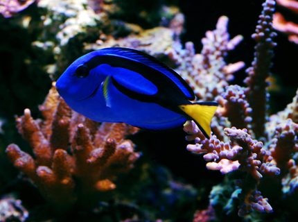 saltwater fish - paracanthurus hepatus - blue tang stocking in 105 gallons tank - Blue Hippo saltwater fish - paracanthurus hepatus - blue tang stocking in 105 gallons tank - Blue Hippo