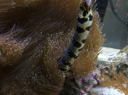 saltwater fish stocking in 90 gallons tank - Snowflake eel saltwater fish stocking in 90 gallons tank - Snowflake eel